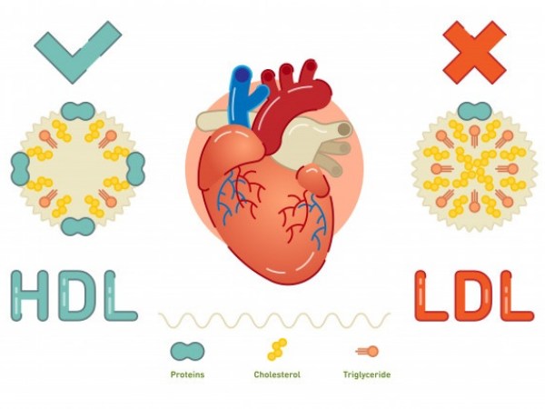 Diferencias entre el Colestrol bueno HFL y el malo LDL