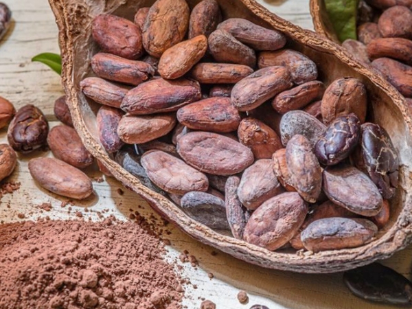 Cascaras o granos del fruto de cacao