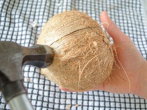 Cómo abrir un coco