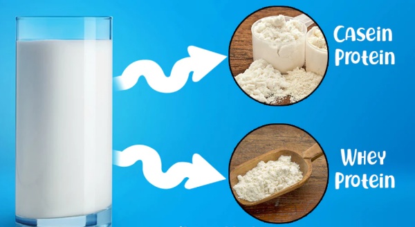Explicación de que la leche tiene 2 tipos de proteina: caseina y de suero